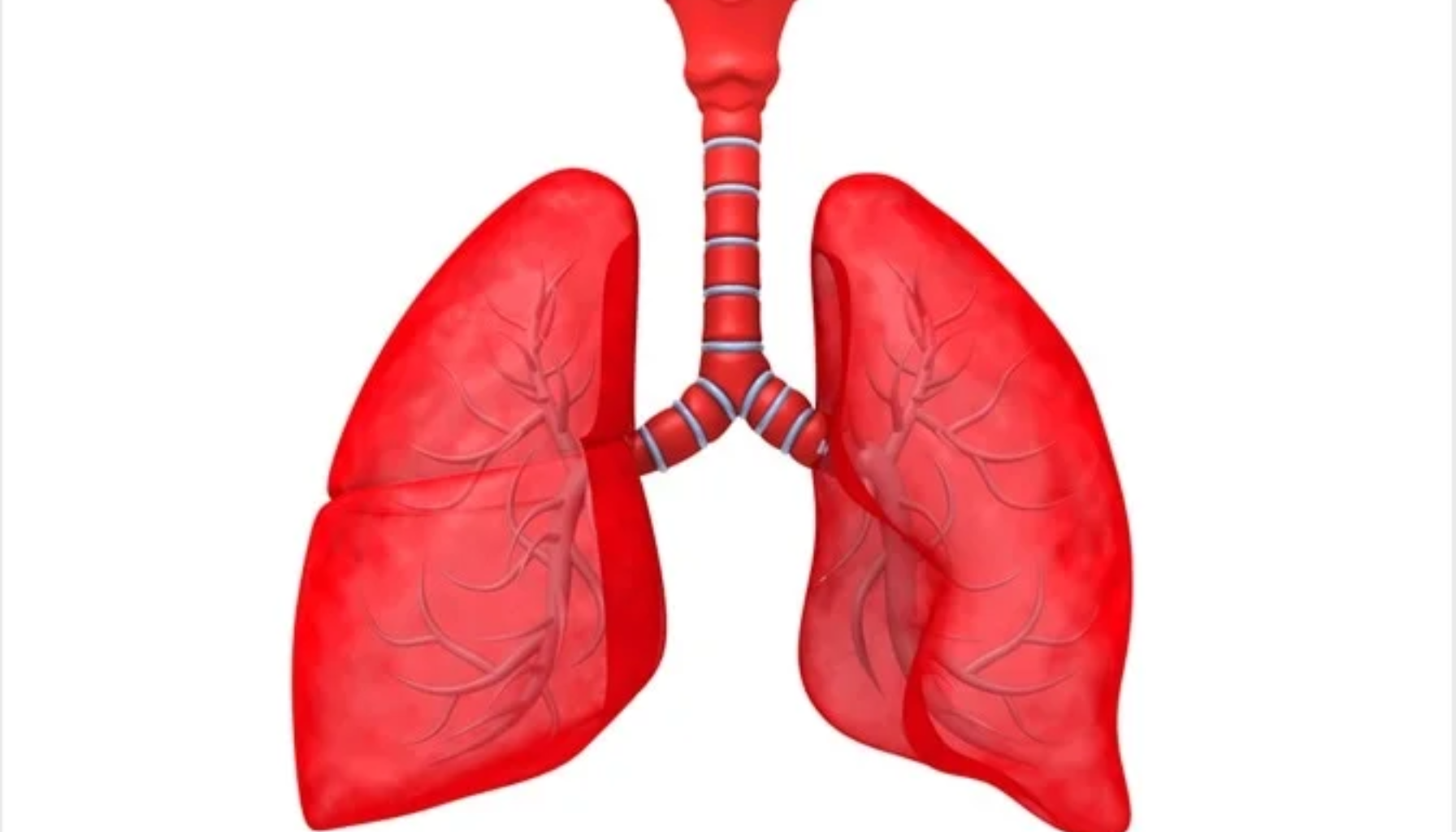 Anatomisk tegning av lunger og luftrør, viser luftveissystemet.