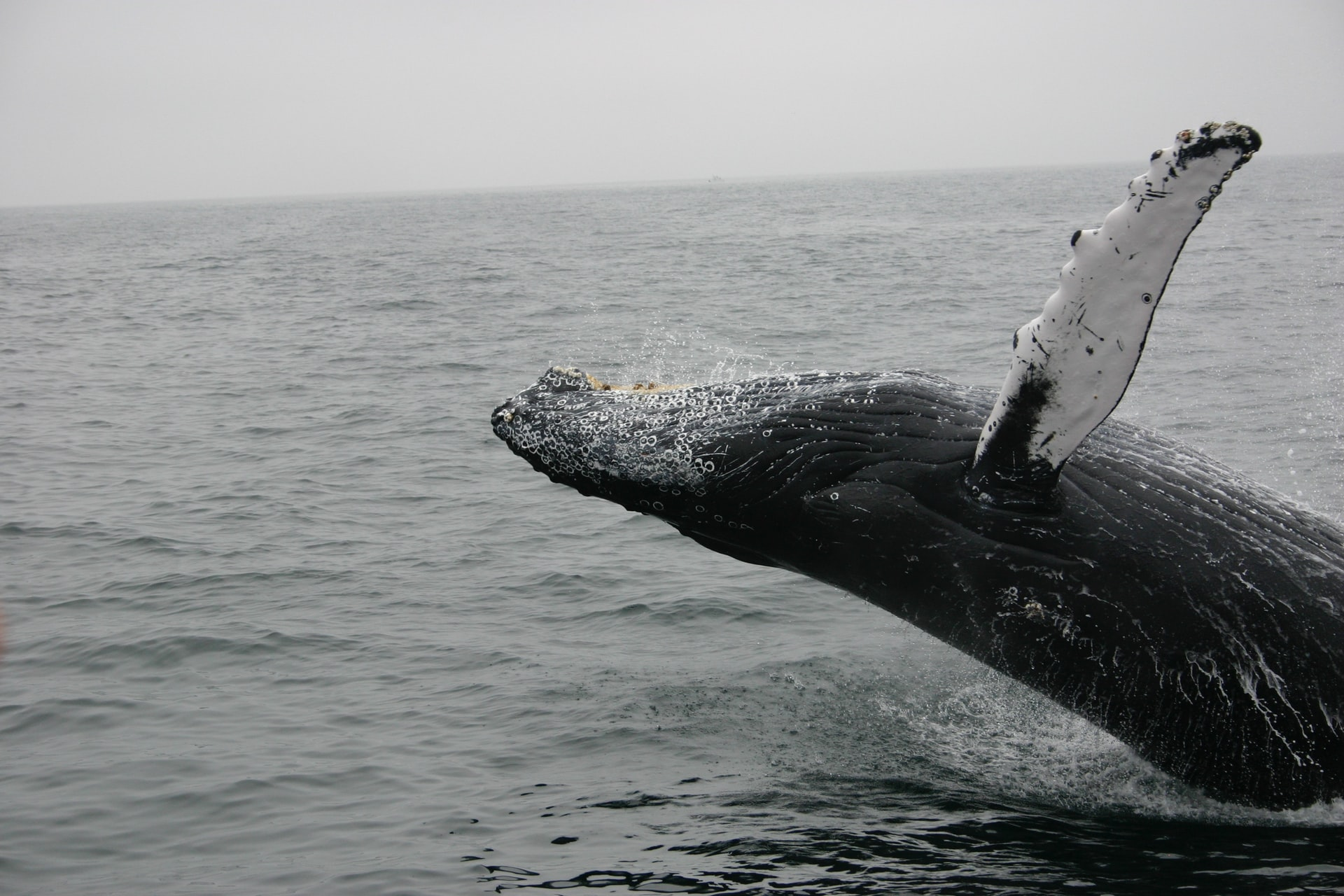 Whale swimming in the ocean