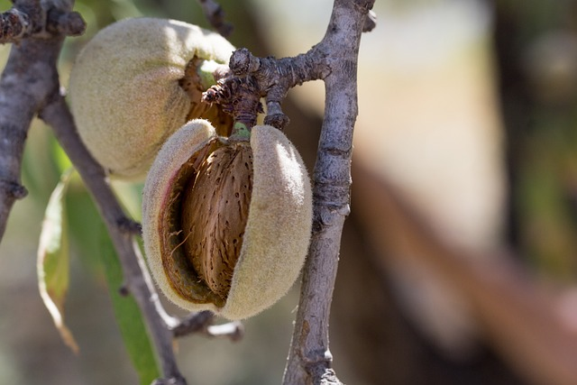 almond, fruit, cultivation