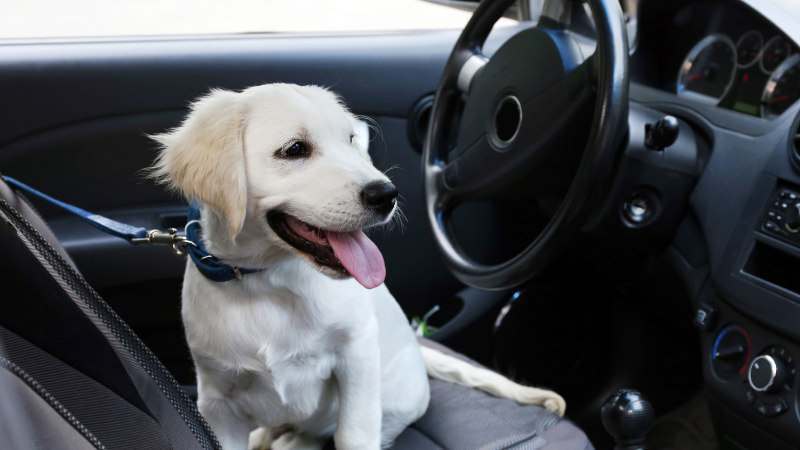 23d908e3 9ed1 4f34 add8 7db5b5789097 Dog Peed in Car: How To Deal with Unfortunate Accidents