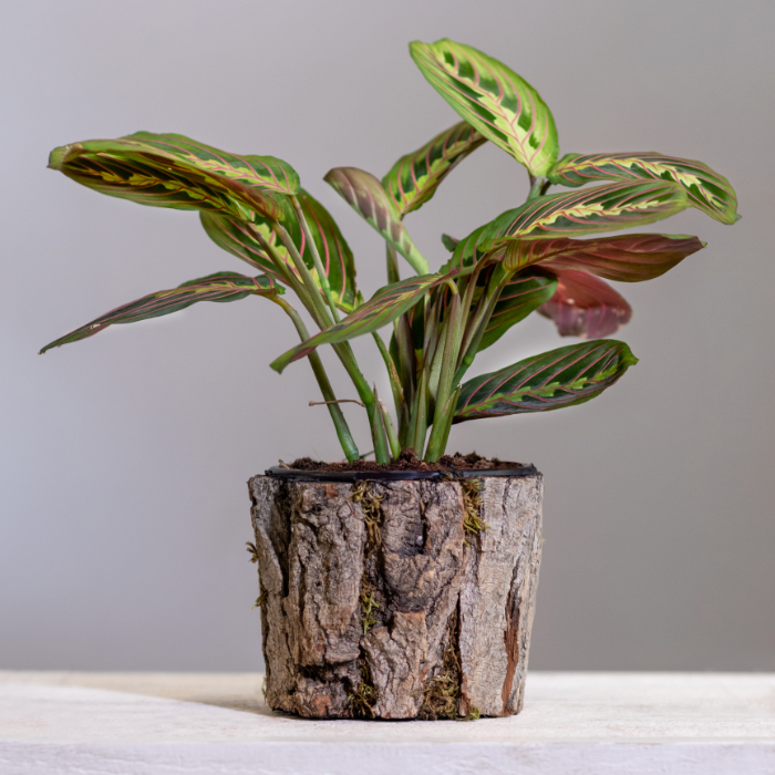 Prayer plants with intriguing foliage and movement
