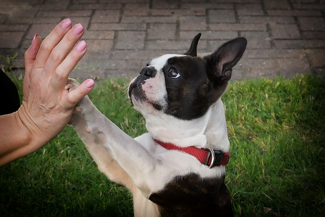 dog, paw, domestic animal