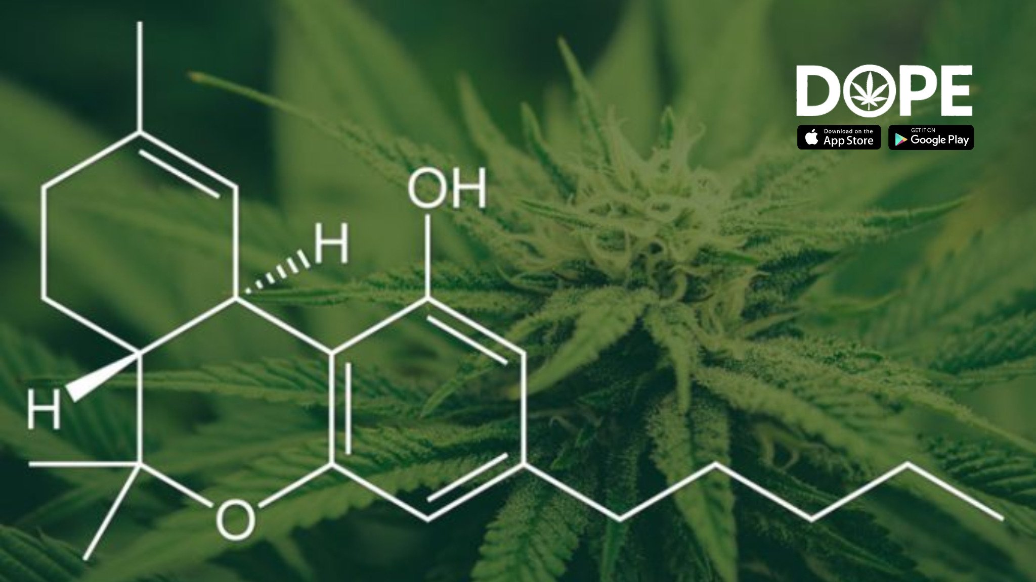 A visual representation of THC levels and potency in cannabis strains.