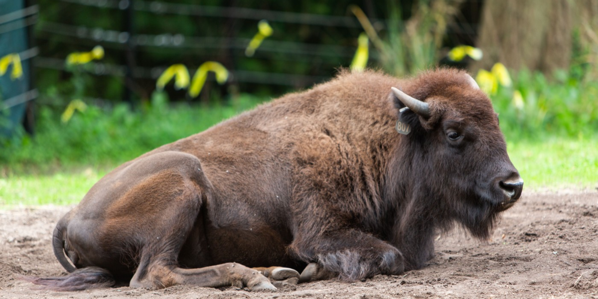 interesting animals in redwood national park