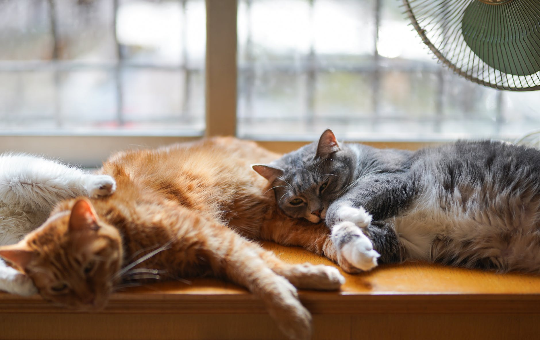 Overweight cats aren't cute!