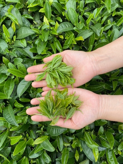 Hands holding tea leaves, palms facing upwards