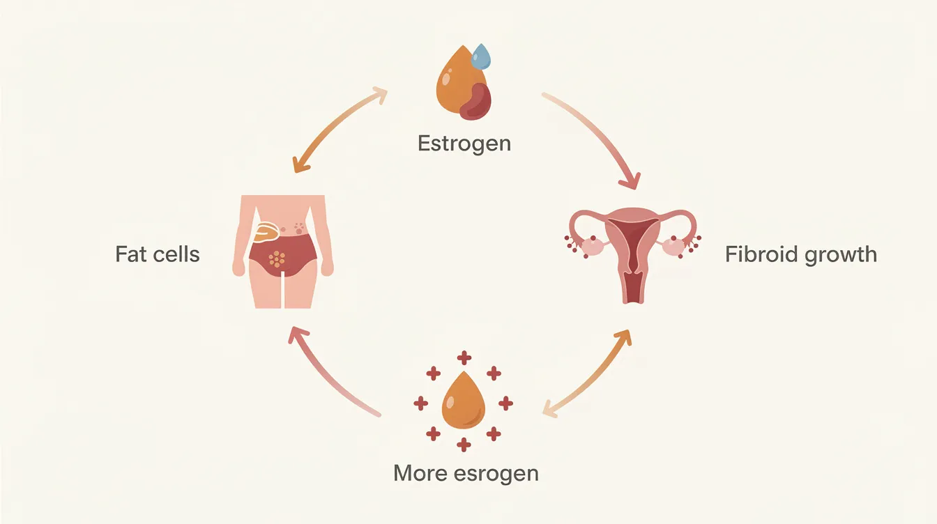 The image depicts a simple and clean diagram illustrating the estrogen cycle, showing the flow from fat cells producing estrogen to fibroid growth, and back to more estrogen, all in warm colors with clear labels. This visual representation aids understanding of how uterine fibroids can cause weight gain and highlights the connection between fat cells and estrogen in a minimalistic design.