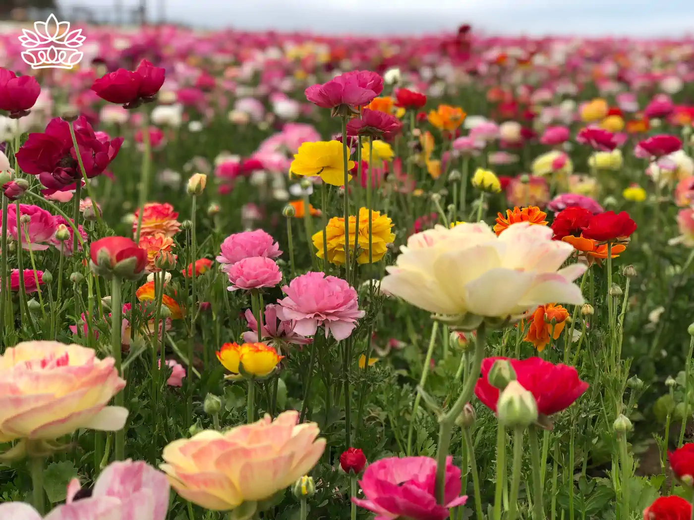 Close-up of a vibrant field of multicolored ranunculus flowers, showcasing shades of pink, red, yellow, and orange, vividly blooming in a lush garden. Fabulous Flowers and Gifts: Flower Arrangements Under R500, Delivered with Heart.