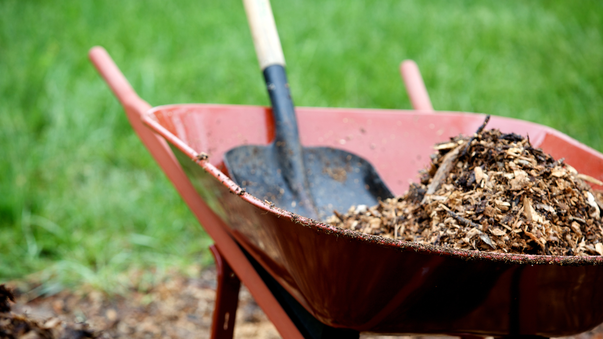A wheelbarrow full of mulch with a shovel.