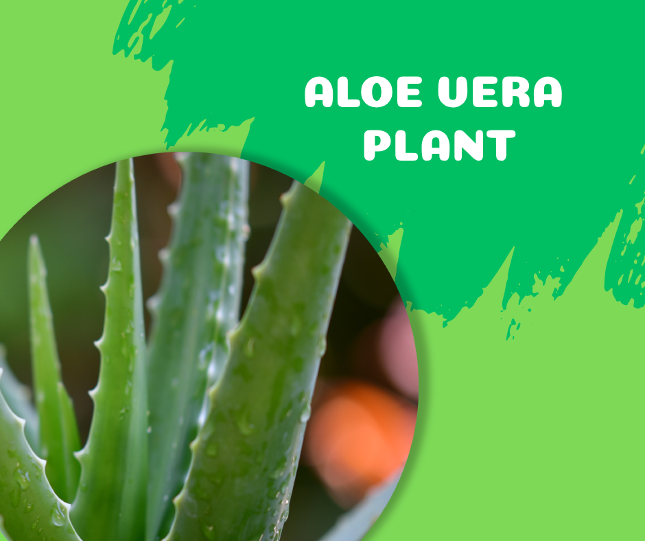 aloe vera, other plants