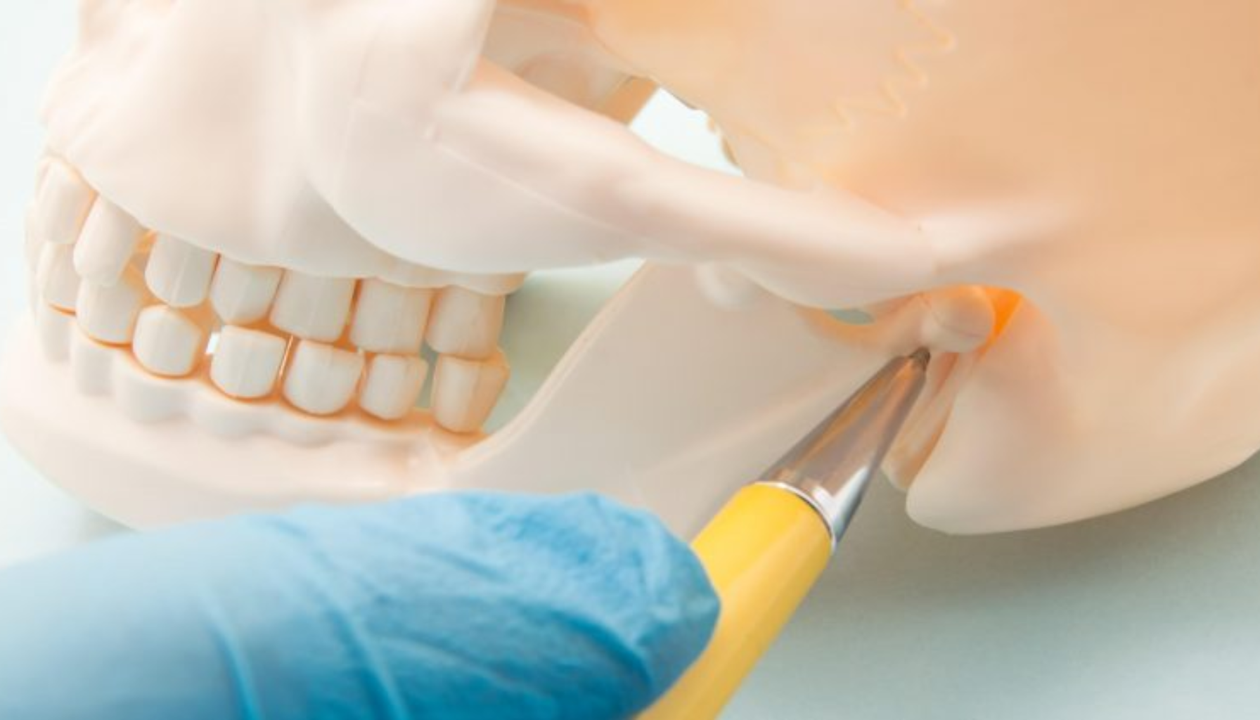 Smerter i kjeveleddet – Derfor gjør det vondt å gape 15 Modell av hodeskalle med markering av kjeveledd, vist med penn og hanskekledd hånd for medisinsk demonstrasjon.