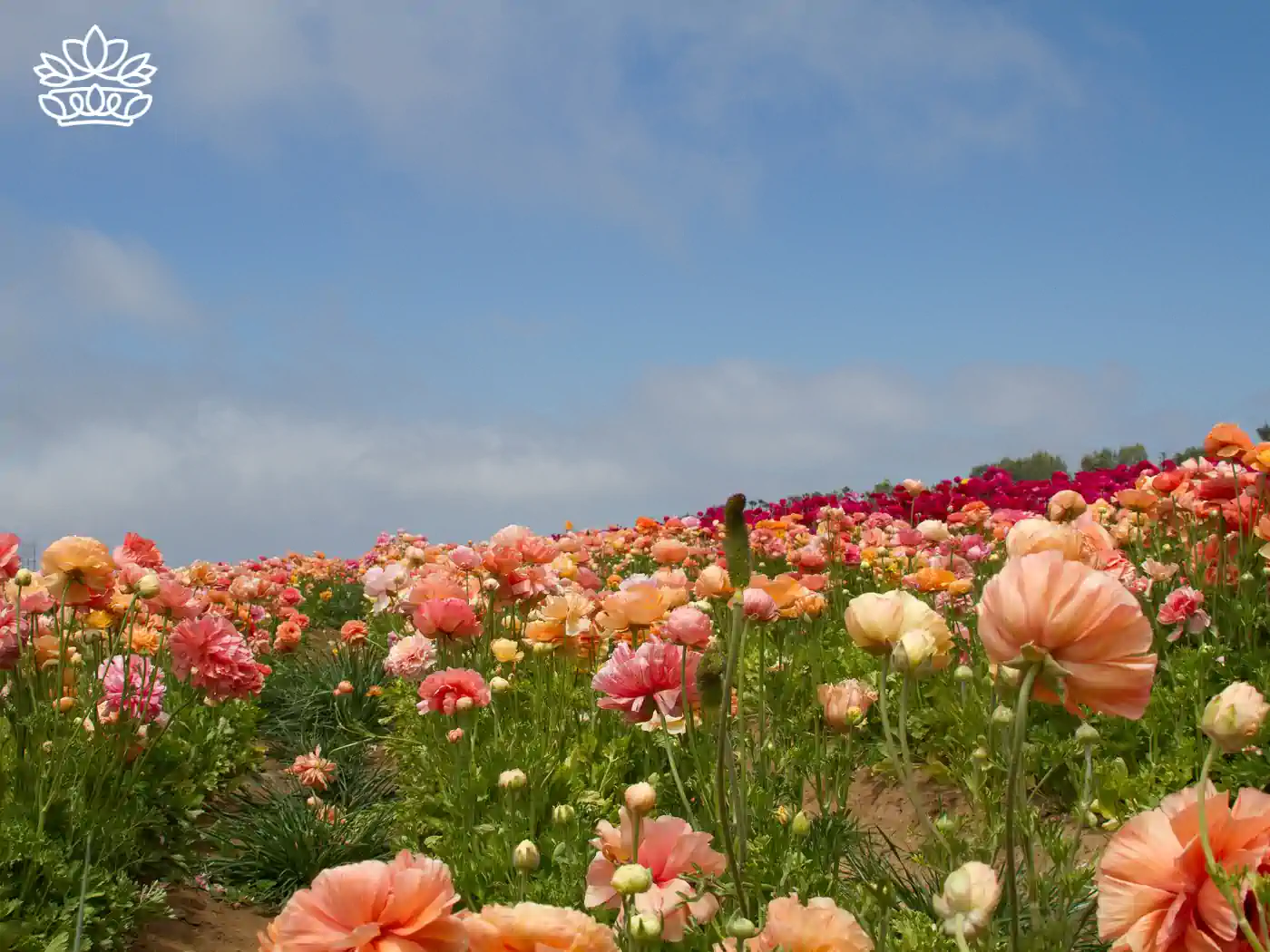 A vibrant field of multicolored ranunculus flowers in full bloom under a clear blue sky, epitomizing the beauty and diversity of nature. Fabulous Flowers and Gifts: Flower Arrangements Under R500, Delivered with Heart.
