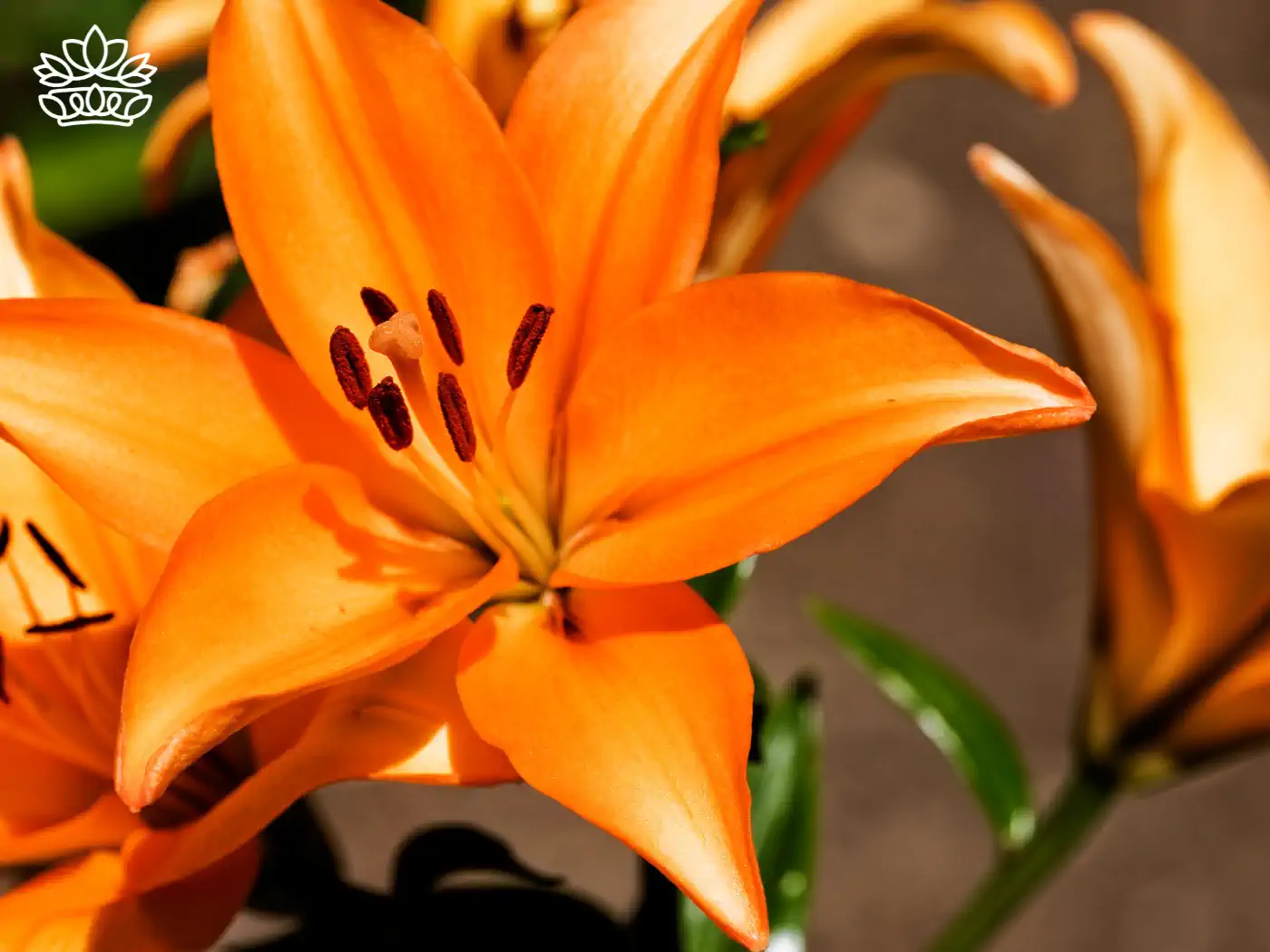 **Brilliant orange stargazer lily in full bloom, showcasing vibrant petals and dark stamen. Fabulous Flowers and Gifts.**