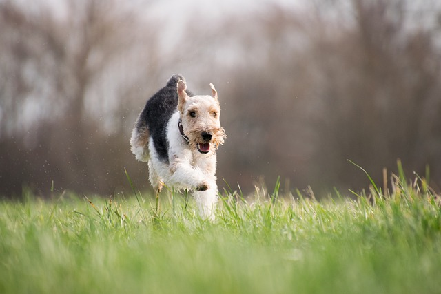 dog, pet, dog's back legs, hind leg tremors, weak legs, dog park, legs shake, dog can't move back legs and shaking, dog's leg shake