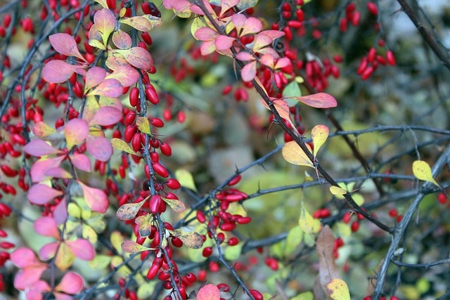 barberry, ornamental shrub, red fruit, red barberry, ornamental plants, ornamental shrubs, autumn, nature, seasons, barberry, barberry, barberry, barberry, barberry