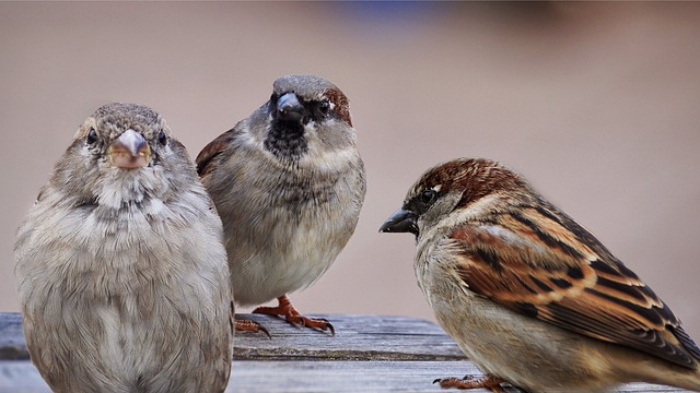 sparrows, birds, bird