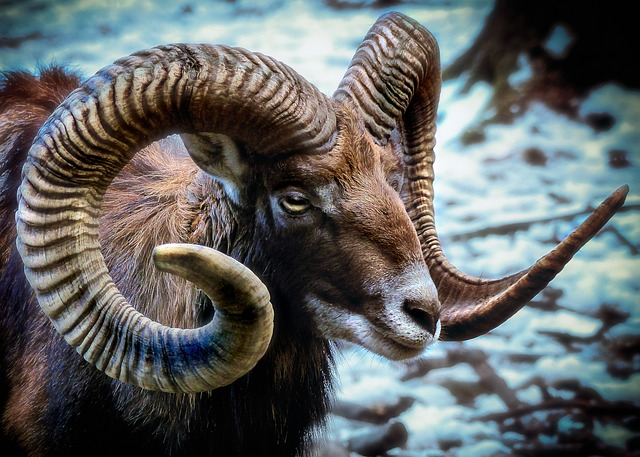 mouflon, sheep, horns