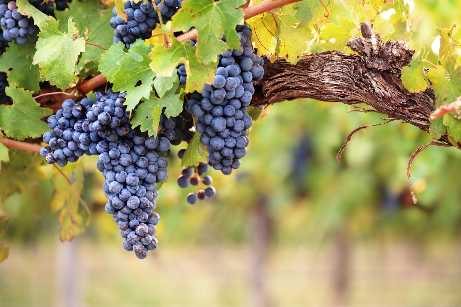 Red wine grapes.