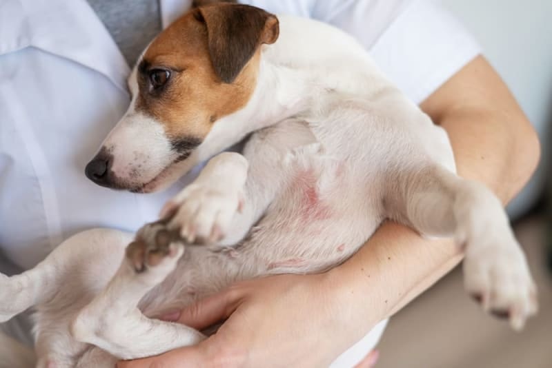 Why is My Dog Shedding So Much?, Skin Allergies