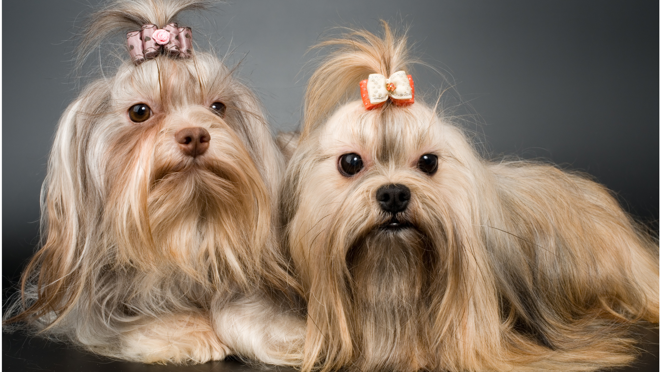 Two Bolonkas with their hair tied up