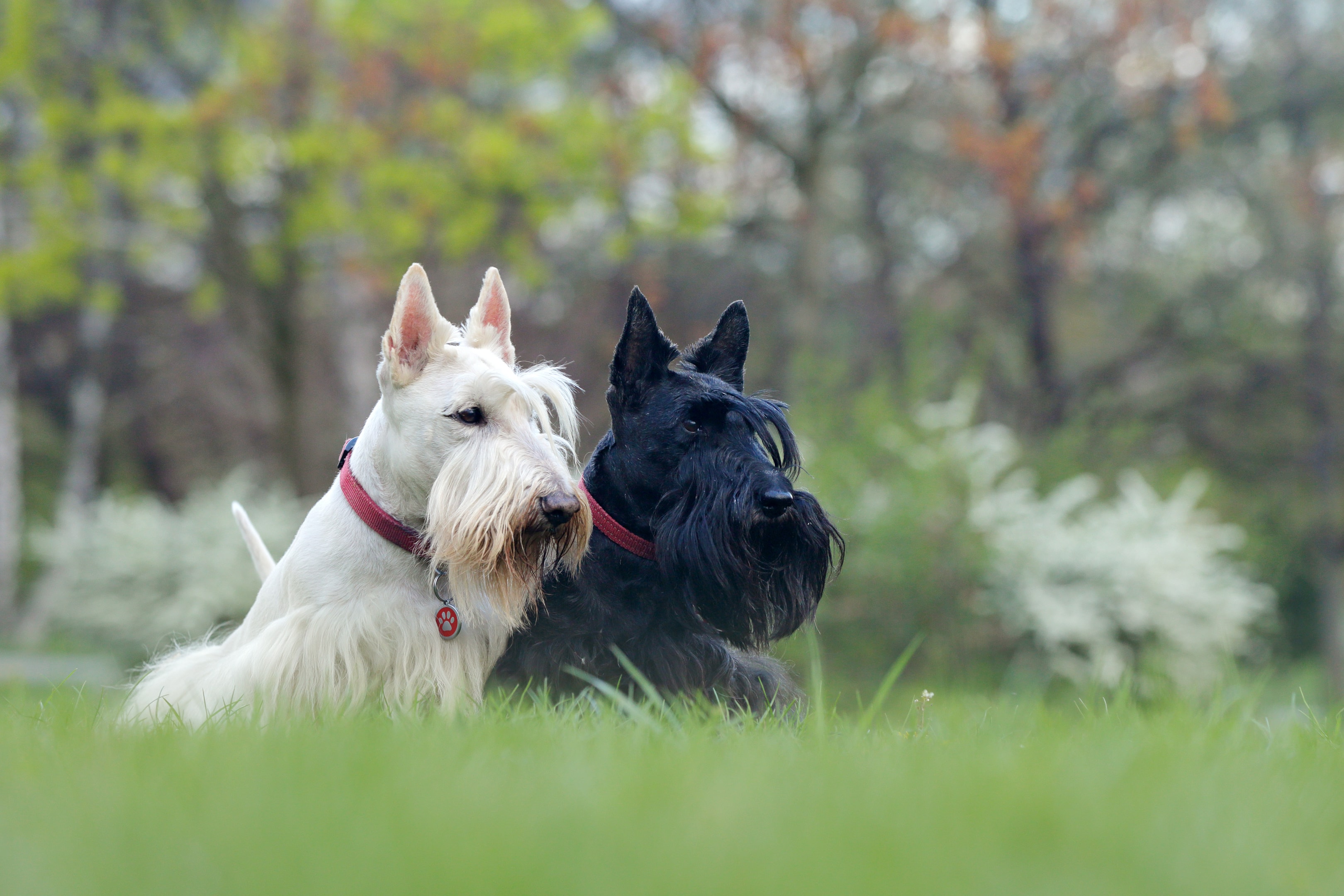 A Black and a White Scottish Terrier staring into a field