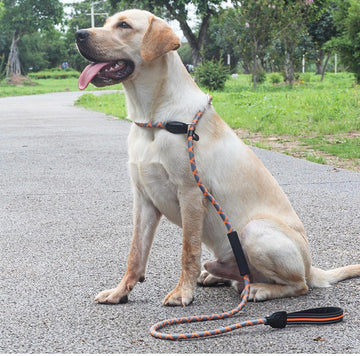 tailored dog harnesses and leashes