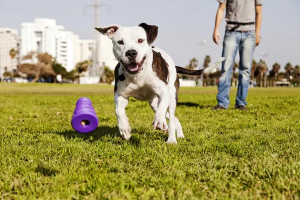 Defenses for dog bite lawsuits