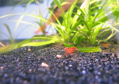 Good substrate form the base for your plants