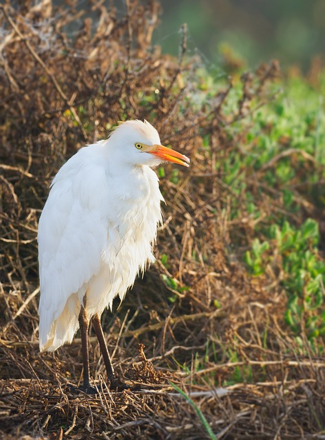 intermediate egret, bird, egret