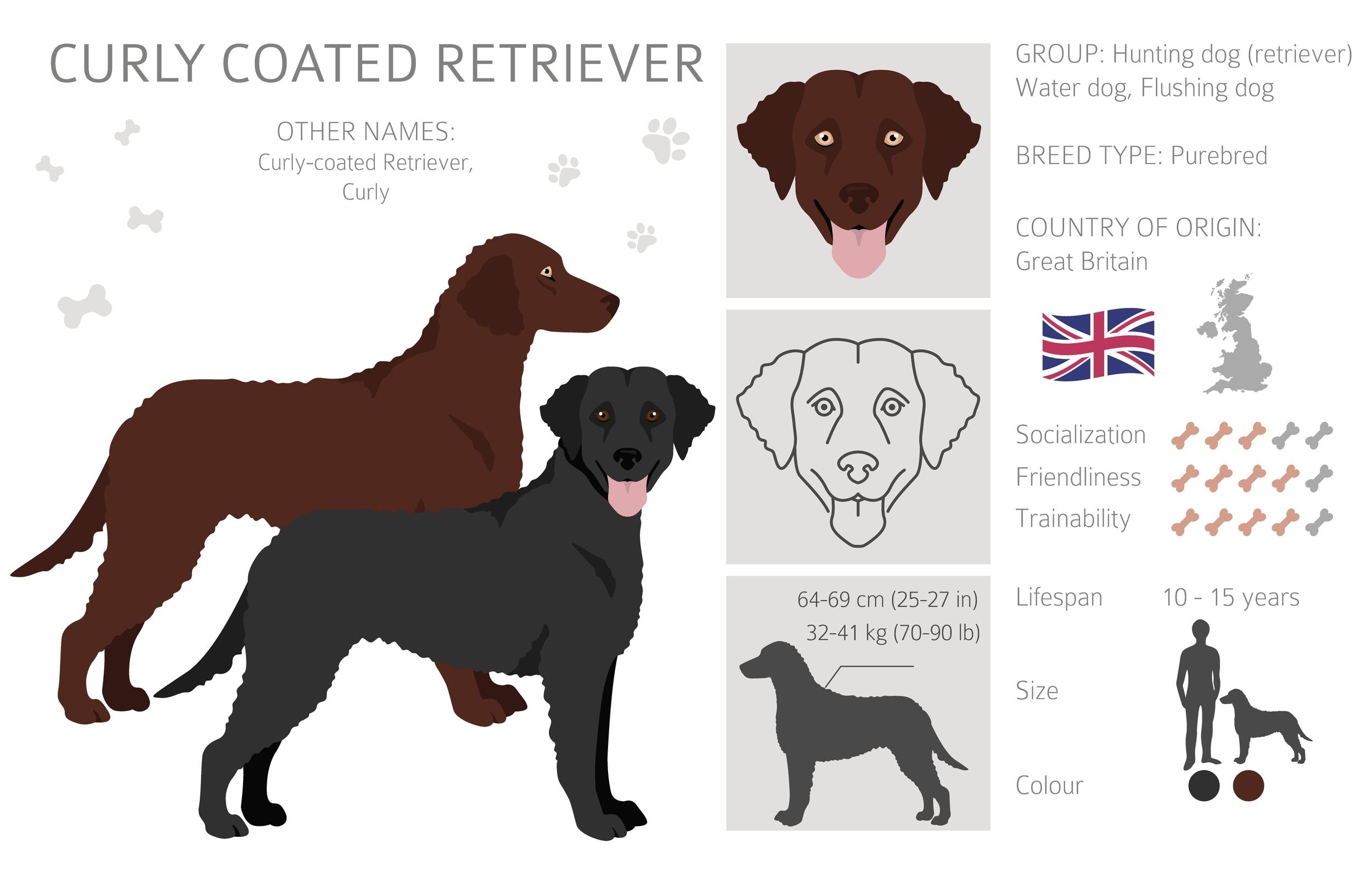 Hunderasse Retriever Curly-Coated Retriever - FurLyfe!
