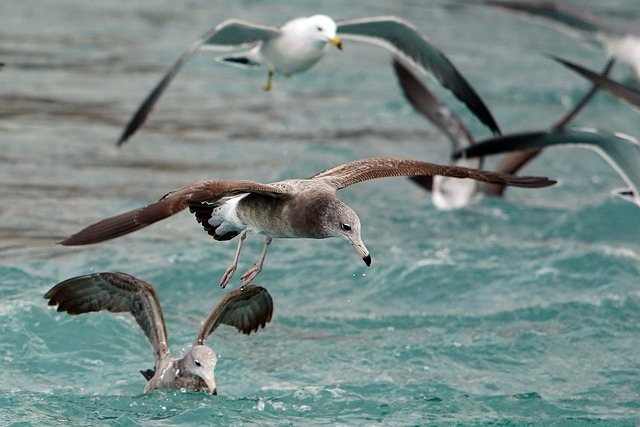 seagulls, flight, birds