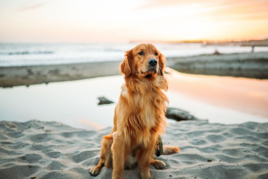 Golden Retriever Sitting On White Sand With Sunset Background
