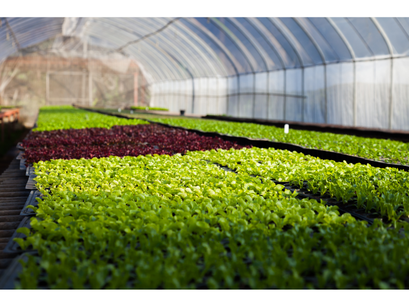 Full Scale Hydroponics Greenhouse