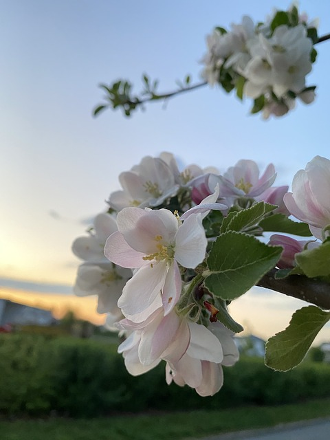 apple blossom, beltane, apple