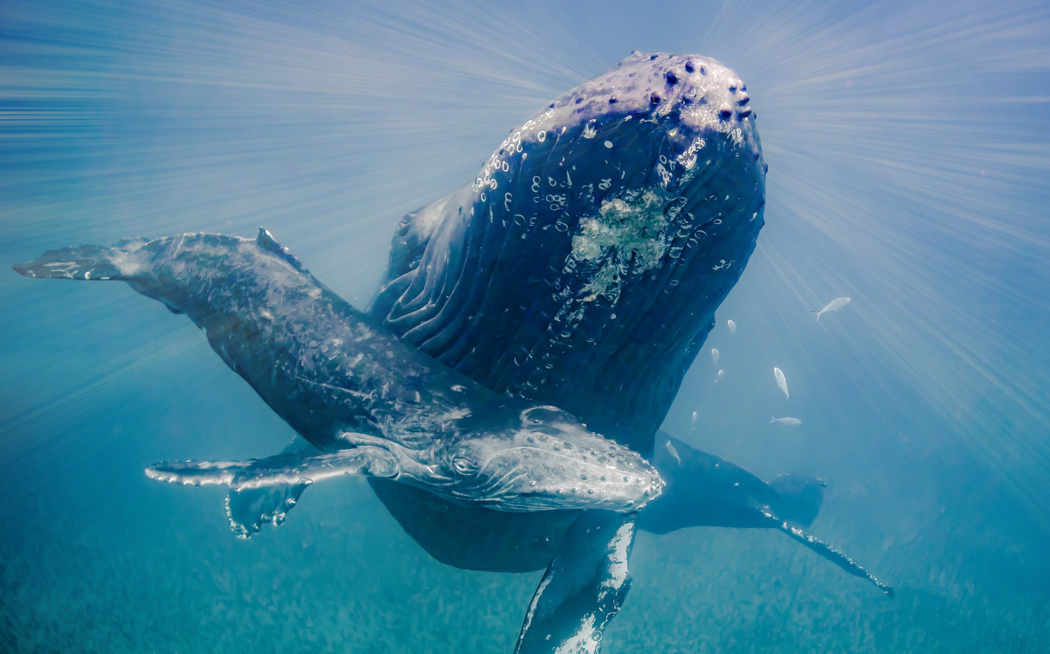 Humpback whales migrate to the Caribbean to deliver their calves in the warm summer waters. 