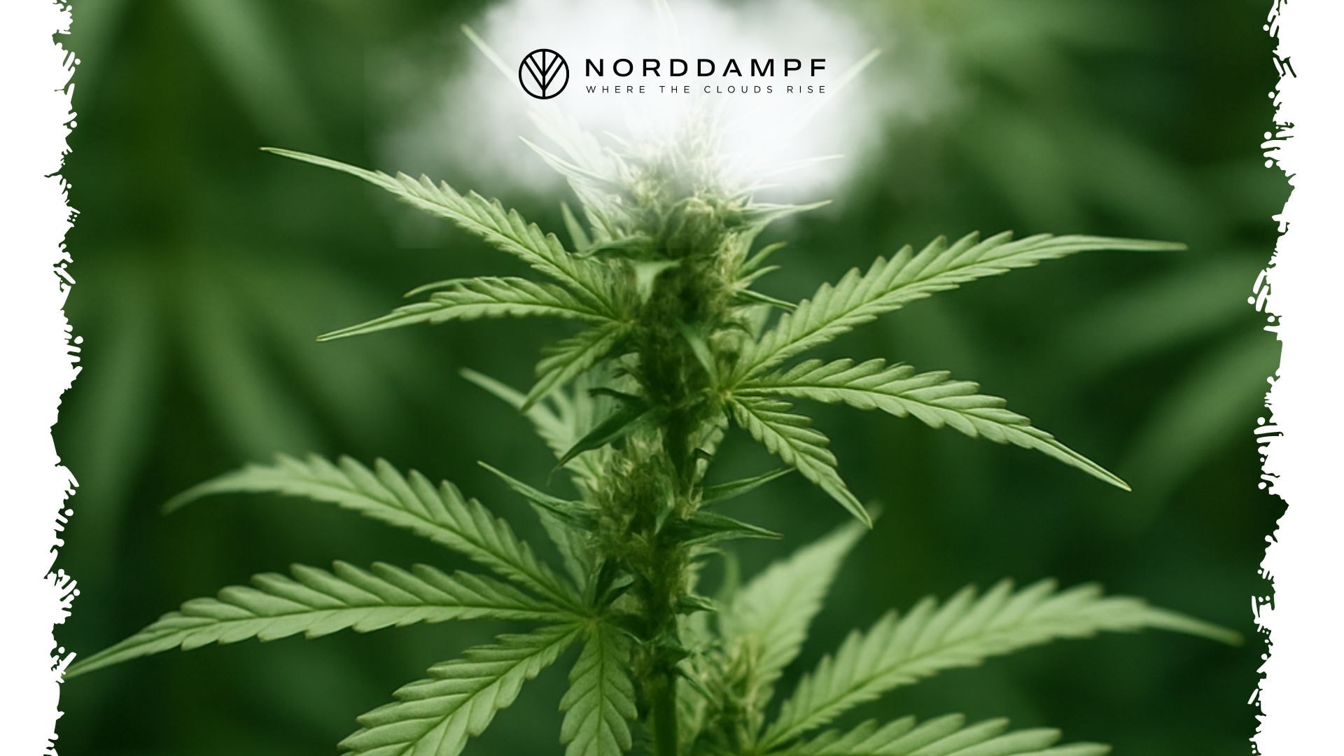Cannabis