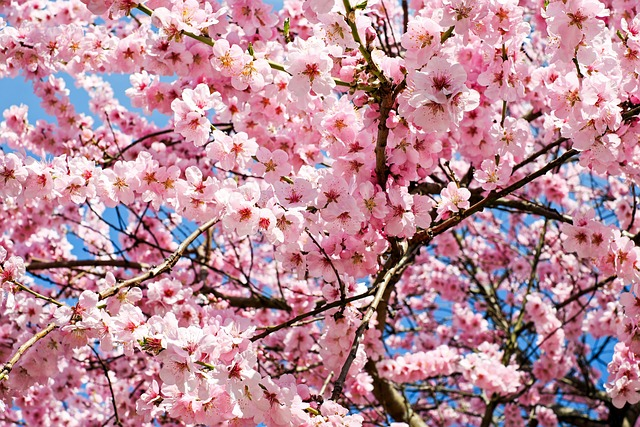 japanese cherry, blossoms, pink