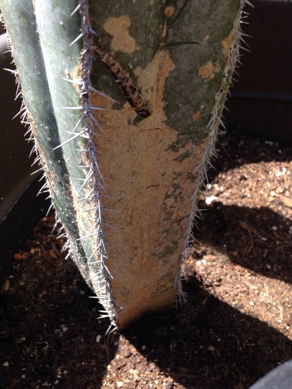 Cactus pest, Cactus diseases