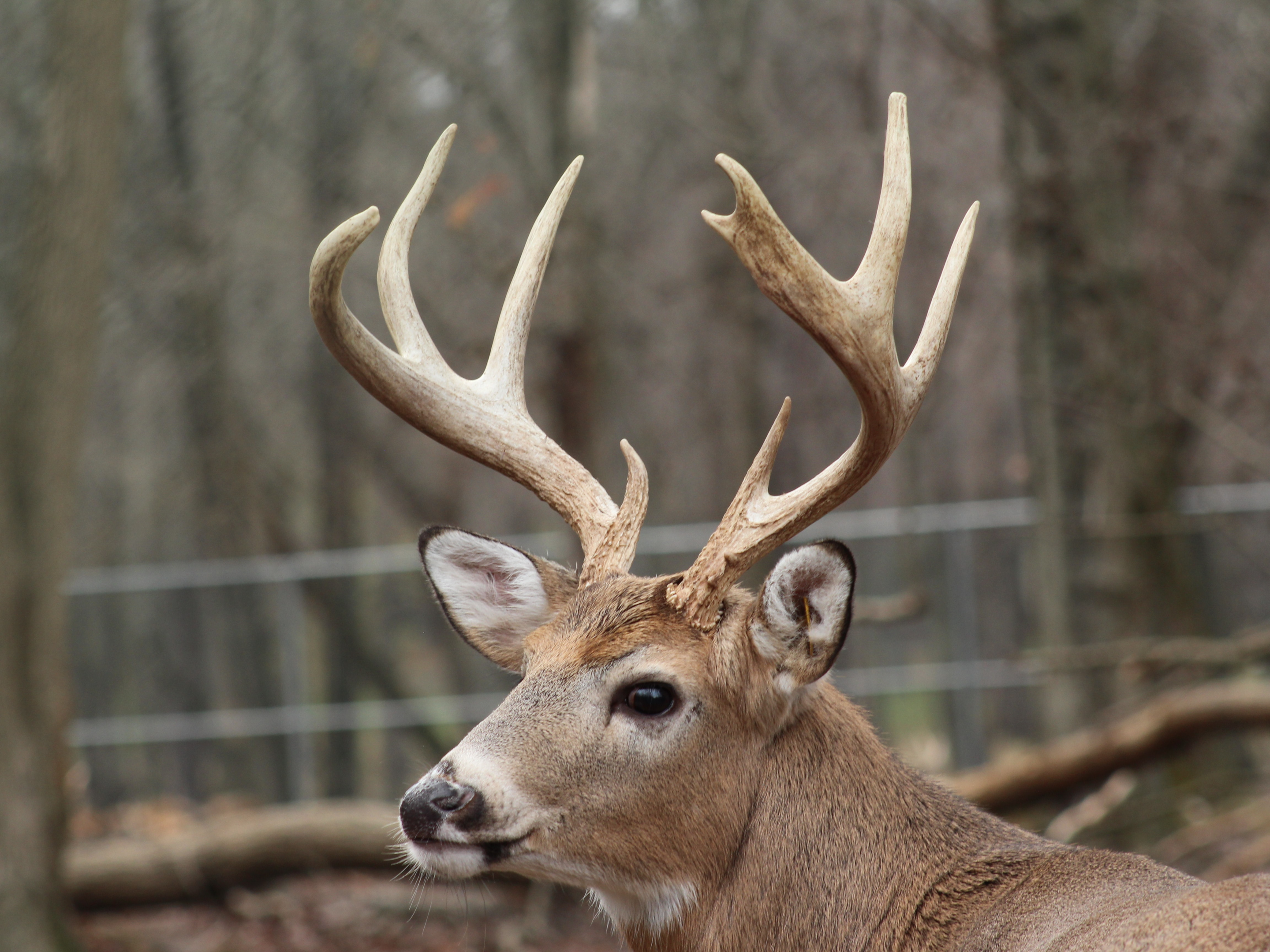 Horns vs. Antlers