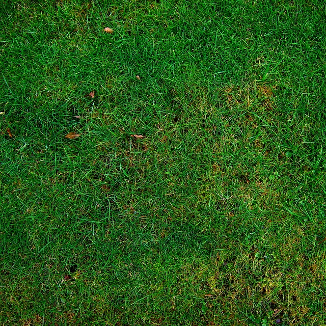 lawn, grass, meadow, dried grass