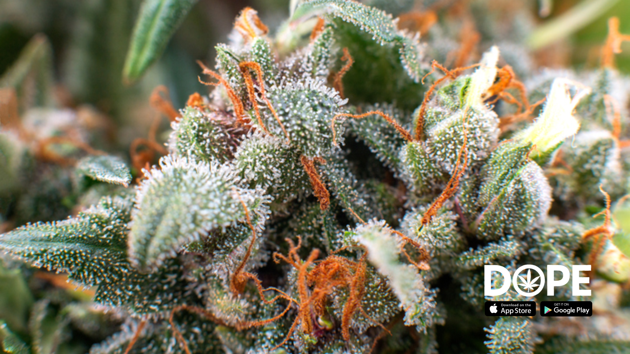 The appearance of Sour Diesel buds with orange hairs.