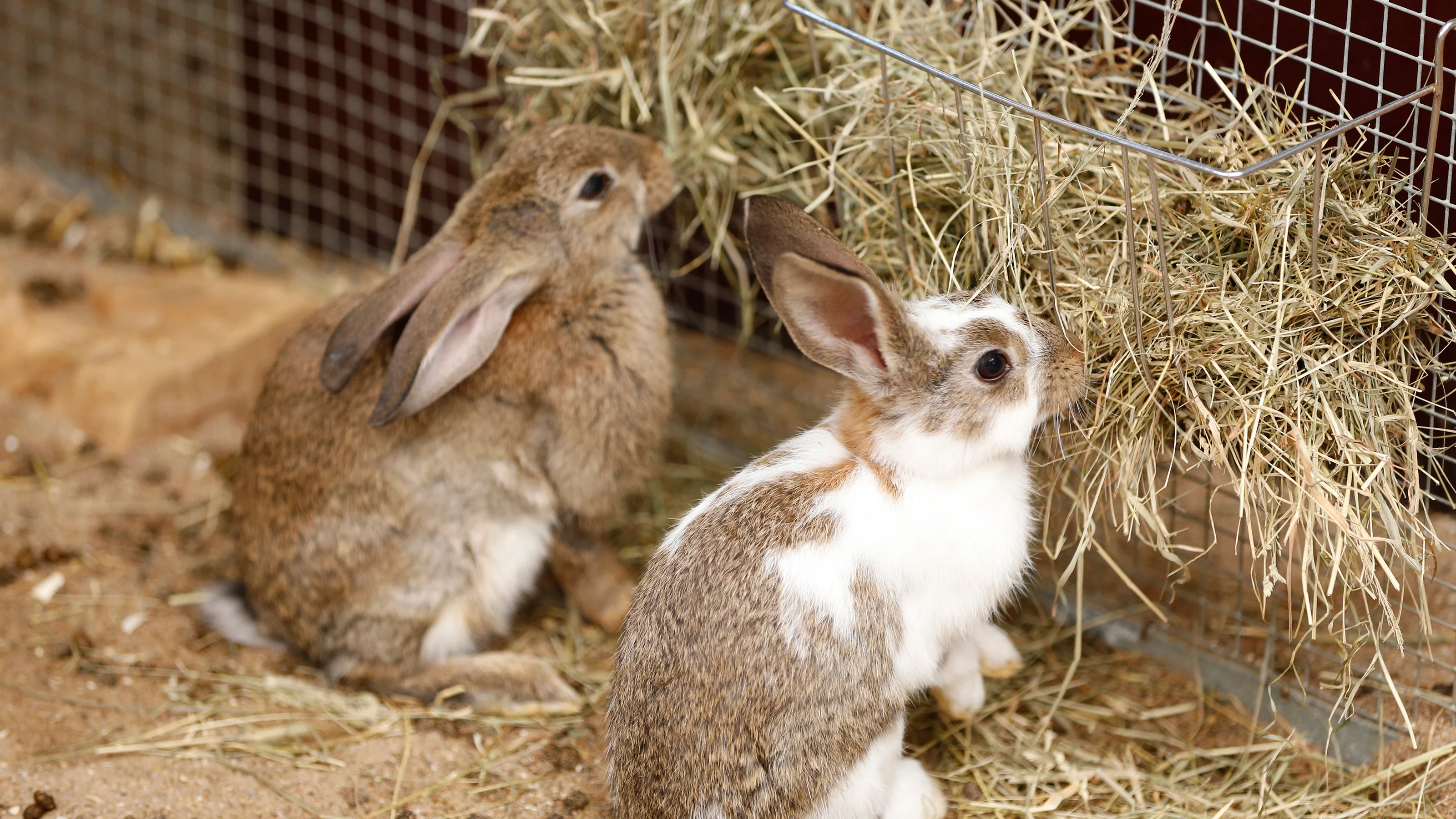 Balanced Diet for Your Rabbit