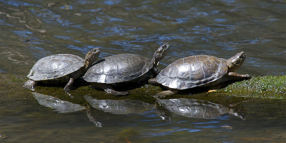 interesting animals in yosemite