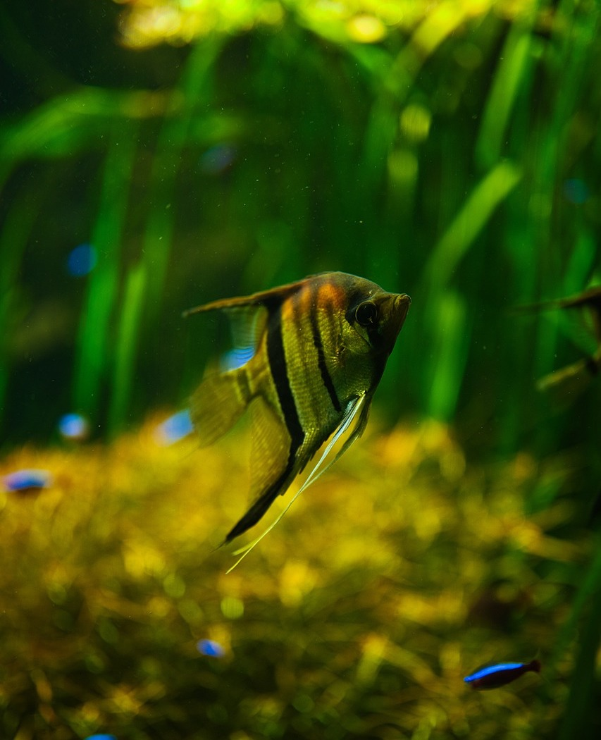 What Size Tank Do I Need For An Angelfish? Aquarium Passion