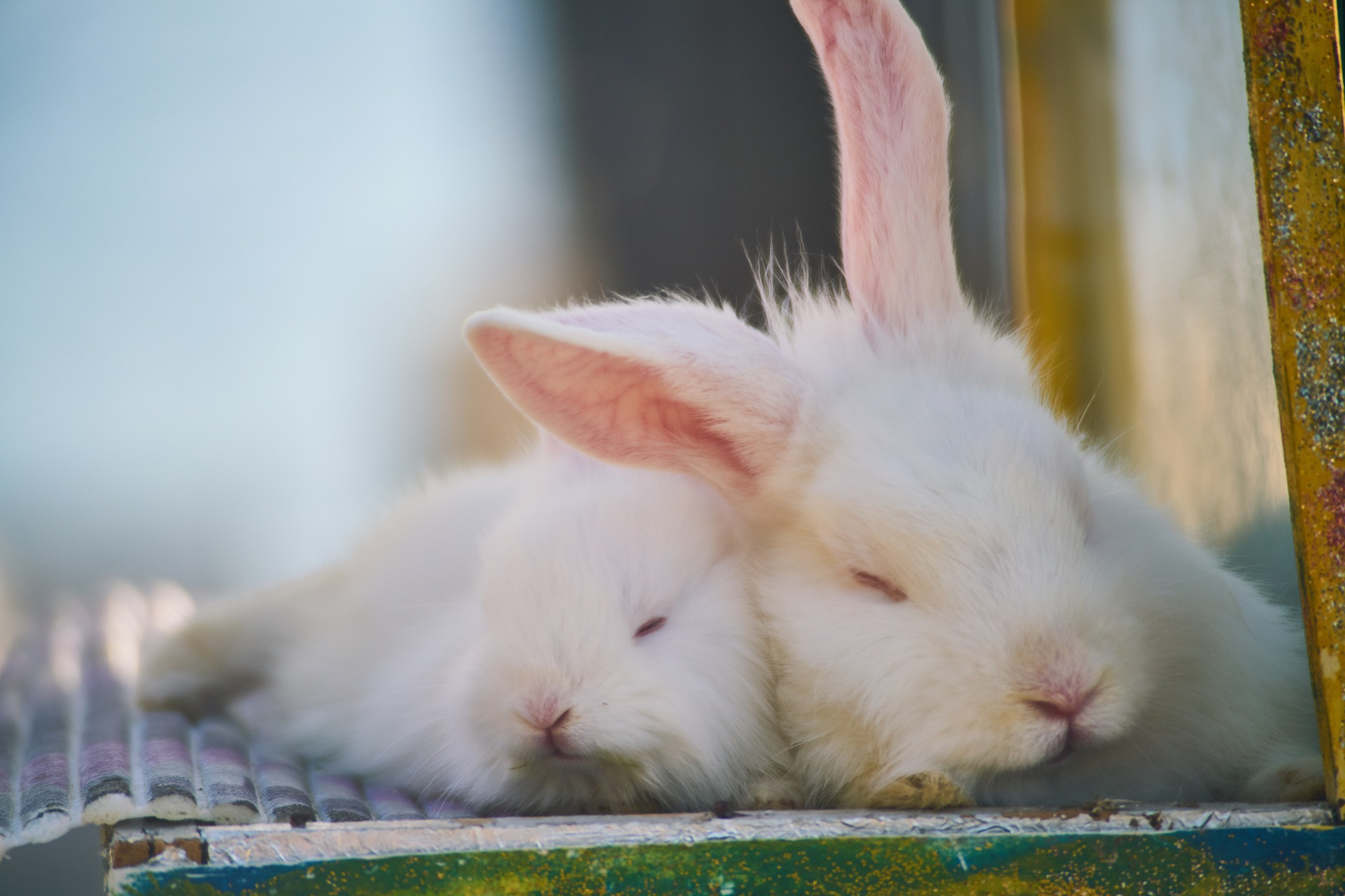 two bunnies cuddling