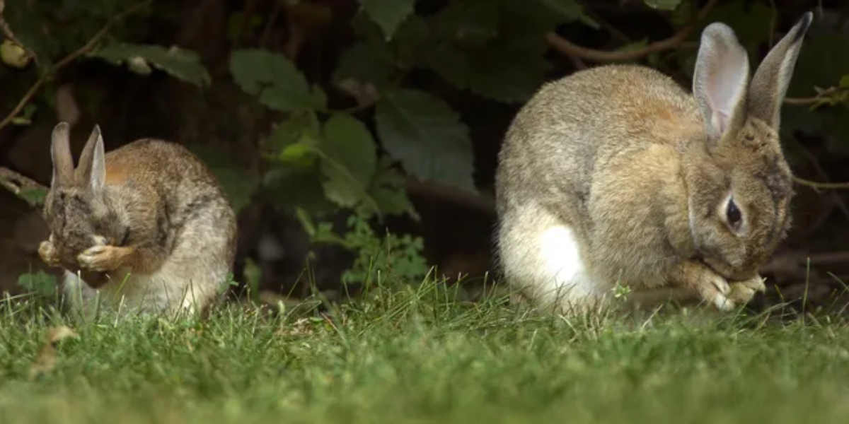 interesting animals in new hampshire
