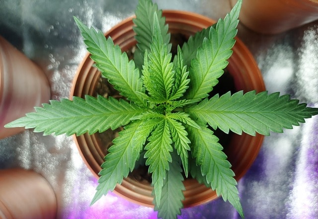 weed, hemp, thc