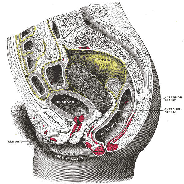 The female biology and sexual intercourse