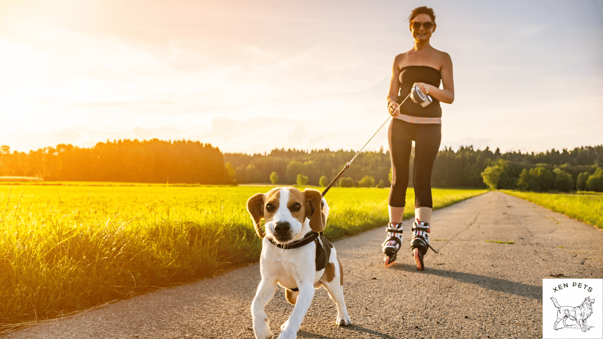 your dog's exercise is important for sleep