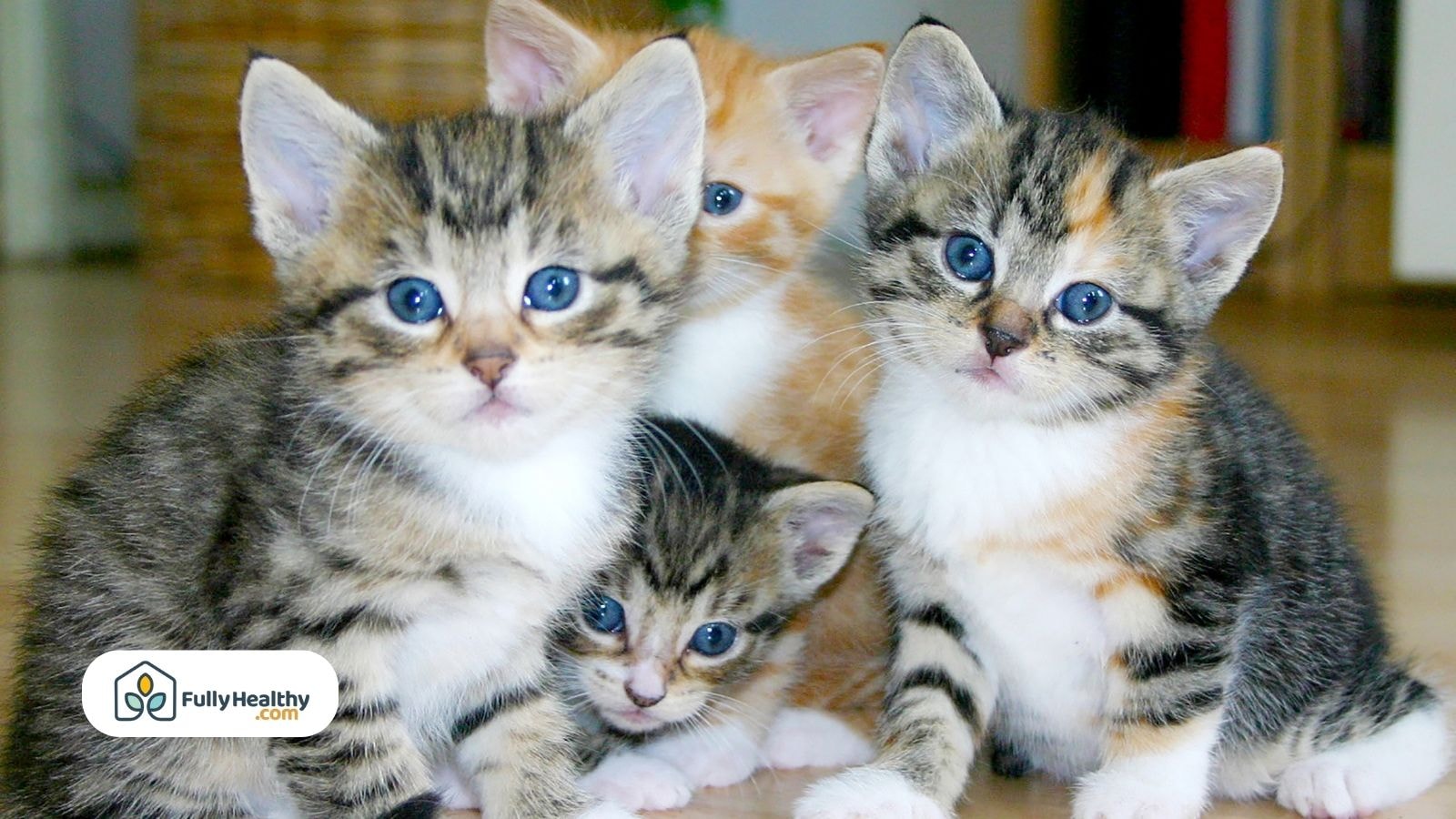 Four adorable kittens with blue eyes sitting closely on the floor